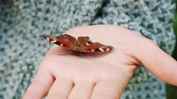 Papillon assis sur les mains des femmes. Ferme là. Mouvement lent — Video