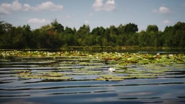 Flor blanca ondeando del nenúfar flotando en el lago. Fusión amplia — Vídeo de stock