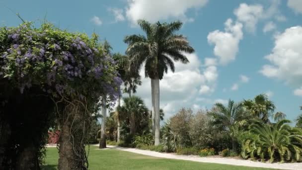 Palmy a zahrada s kvetoucími stromy a modrá obloha s mraky — Stock video