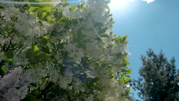 Amplo tiro de flor pássaro cereja árvore cacho com flores brancas e folhas verdes em um dia ensolarado primavera Mover câmera — Vídeo de Stock