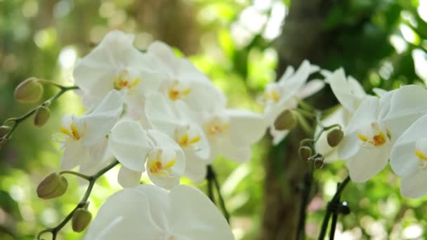 Close up view of Blooming Biała Orchidea Kwiat Phalaenopsis w ogrodzie — Wideo stockowe