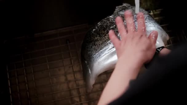 Vue de dessus des lavages de cuisine poisson, chef prépare le poisson pour la cuisson, plats avec du poisson, — Video