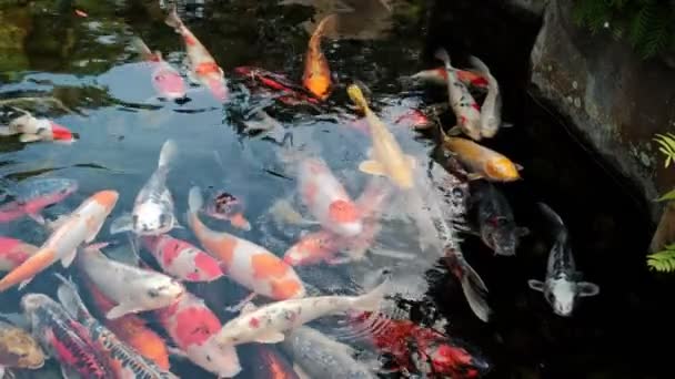 Poissons Koi nager dans un petit lac dans le parc — Video