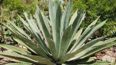 Agave kaktüsünün yakın görüntüsü dağlardaki kuru, taşlı topraklarda yetişiyor.