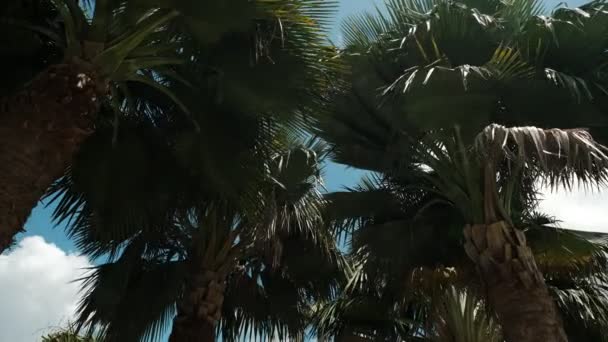 Palmbomen en tuin met bloeiende bomen, en blauwe lucht met wolken. Beweeg camera — Stockvideo