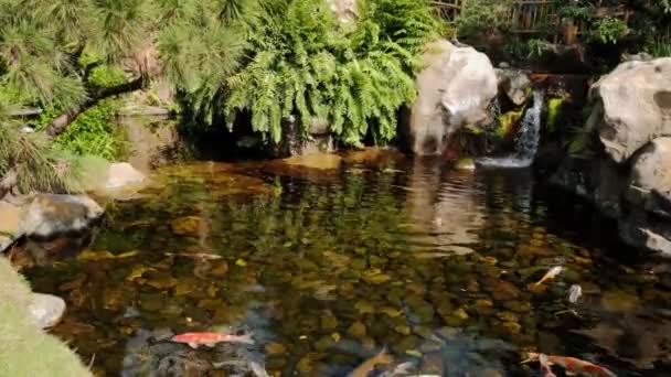 Poissons Koi nager dans un petit lac dans le parc. Gros plan — Video