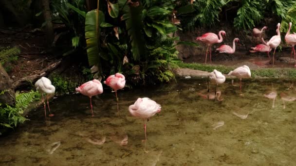 Růžový plameňák. Skupina Pink flamingo stojí na břehu Bílého jezera na zemi. Široký záběr — Stock video