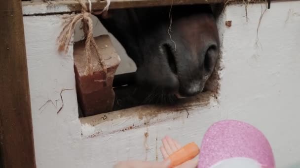 Kapatın. At çiftliğindeki bir ahırda kahverengi at. Çocuk bir atı havuçla besliyor.. — Stok video