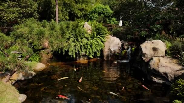 Peces Koi nadando en un pequeño lago en el parque. Fusión amplia — Vídeo de stock