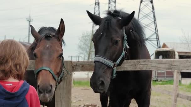 Barna ló egy istállóban egy lovas farmon A gyerek répával eteti a lovat. Közelről. — Stock videók