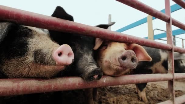 Κοίτα από κοντά. Χοιρινό αγρόκτημα, πολλά γουρούνια κοντά στο φράχτη στη φάρμα. Αργή κίνηση — Αρχείο Βίντεο