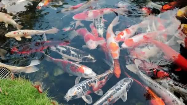 Закрыть вид на Fishes Koi купающихся в небольшом озере в парке — стоковое видео