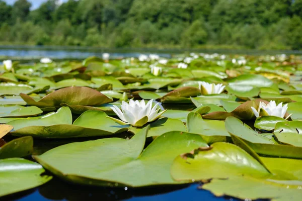 Primer plano de la ondulante flor blanca del nenúfar flotando en el lago Versión 4 — Foto de Stock