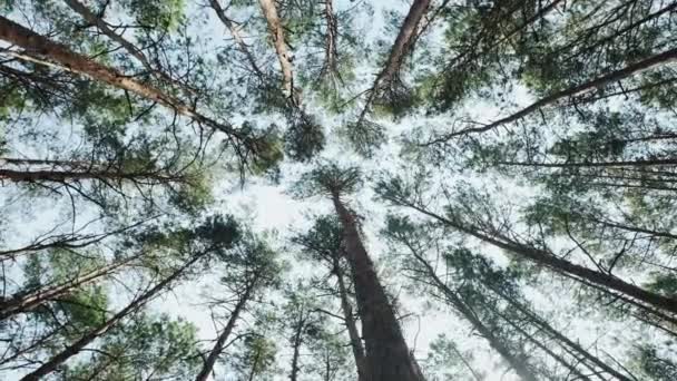 Bosque de pinos desde abajo hacia el cielo, cámara de movimiento — Vídeos de Stock