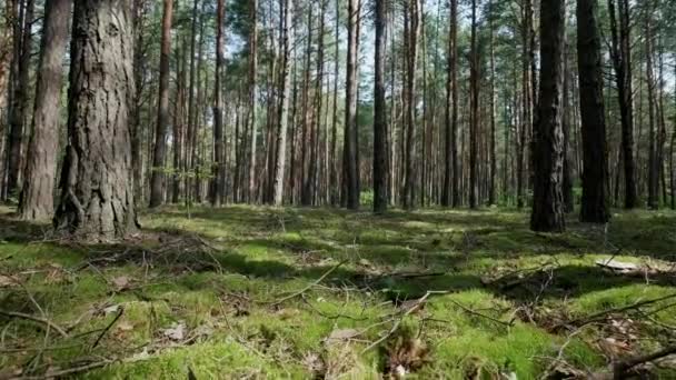 Pinhal passagem pela floresta com árvores e musgo — Vídeo de Stock