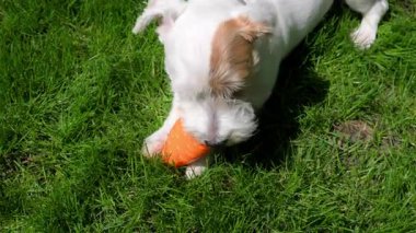 Cute funny jack Russell terrier chewing orange toy while laying on the green grass. . High quality 4k footage