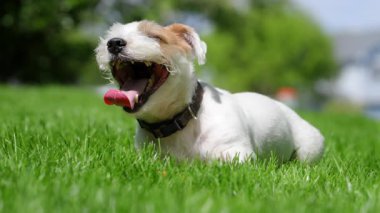 Jack Russell terrier laying on green grass and cooling down by evaporating moisture from his tongue and respiratory tract after exercise, in hot weather, or during excitement. High quality 4k footage