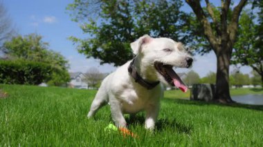 Cute funny jack Russell terrier cool down by evaporating moisture from tongue and respiratory tract after exercise, in hot weather, or during excitement. High quality 4k footage