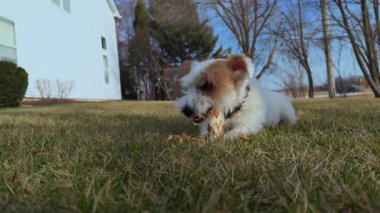 Şirin komik köpek Jack Russell teriyeri kahverengi kuru çimenlerin üzerinde duran tahta bir sopa çiğniyor. - Evet. Yüksek kalite 4k görüntü