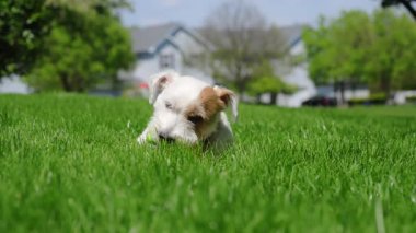 Tatlı komik Jack Russell Terrier turuncu bir oyuncağı çiğnerken parlak yeşil çimlerin üzerinde yatıyor. - Evet. Yüksek kalite 4k görüntü