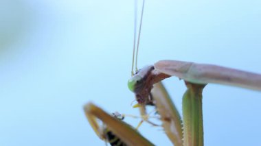 Bulanık bir arka planda arı yiyen peygamberdevesi. Böceklerin keskin ön ayakları arıları sıkıca tutar, yırtıcı doğayı ve hayatta kalma içgüdülerini. Yüksek kalite 4k görüntü