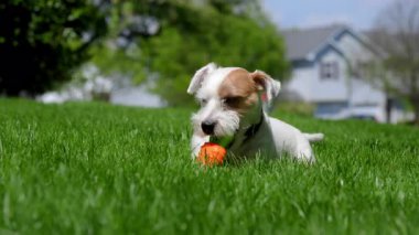Şirin komik Jack Russell Teriyer yeşil çimlerin üzerinde yatarken turuncu bir oyuncak havuç çiğniyor. - Evet. Yüksek kalite 4k görüntü