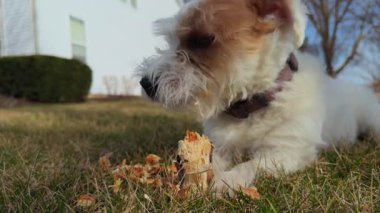 Şirin komik köpek Jack Russell teriyeri kahverengi kuru çimenlerin üzerinde duran tahta bir sopa çiğniyor. Kapatın. Yüksek kalite 4k görüntü