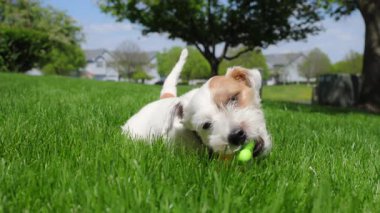 Yeşil çimlerin üzerinde yatarken turuncu bir oyuncağı ısıran sevimli Jack Russell Terrier. - Evet. Yüksek kalite 4k görüntü