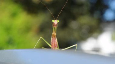 Arıları avlayan peygamber devesinin yakın plan görüntüsü, bulanık yeşil bir arka plan. Uzun gövdeli böcek, katlanır ön ayaklar, görünür antenli baş. - Evet. Yüksek kalite 4k görüntü