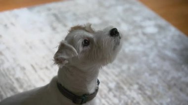 Sevimli köpek Jack Russel heyecanlı bir şekilde oturup oyuncağı bekliyor. Evin içinde vurulmuş. - Evet. Yüksek kalite 4k görüntü