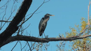 Mavi balıkçıl, açık mavi gökyüzüne karşı zarif bir şekilde ağaç dalına tünemiş. Kuş uzun boylu, ince siluet, uzun boyun, keskin gaga gün ışığında güzel görünüyor. Kapatın. Yüksek kalite 4k görüntü