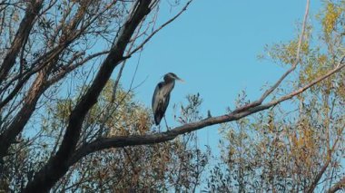 Mavi balıkçıl, açık mavi gökyüzüne karşı zarif bir şekilde ağaç dalına tünemiş. Kuş uzun boylu, ince siluet, uzun boyun ve keskin gaga gün ışığında güzel bir şekilde öne çıkar. Yüksek kalite 4k görüntü