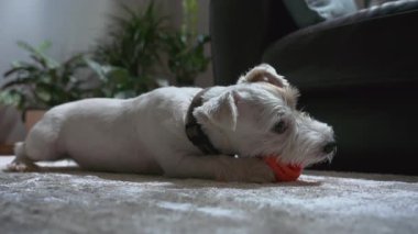Tatlı köpek Jack Russel pençelerini portakal topundan tutuyor ve büyük bir zevkle yırtıyor. Evin içinde vurulmuş. - Evet. Yüksek kalite 4k görüntü