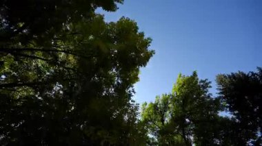 Güneşli bir sonbahar gününde yeşil sarı yapraklı ağaç tepelerinde POV manzarası. Güneş ışınları parlak ağaç dallarından gelir. Yüksek kalite 4k görüntü