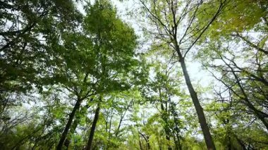 Güneşli bir sonbahar gününde yeşil ve sarı yapraklı ağaç tepelerinde POV manzarası. Güneş ışınları ağaçların taçlarından gelir. Yüksek kalite 4k görüntü