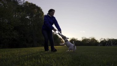 Jack Russell sahibiyle savaş oyunu oynuyor. Sahibi köpeği kendi etrafında döndürüyor. Köpeğin güçlü çenesi ve dişleri var ve oyuncağı ısırarak havada uçuyor. Yüksek kalite 4k görüntü