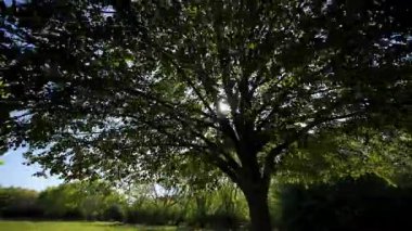 POV, güneşli bir yaz ya da sonbahar günü, Park Caddesi 'nin kaldırımında huzurlu bir şekilde araba sürer. Yeşil yapraklı ağaçlar caddeyi kaplıyor. Arabadan yan görüş. Yüksek kalite 4k görüntü