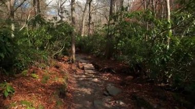 Yosun kaplı taşlar, düşen yapraklar ve yoğun yeşillik ile huzurlu bir ormanın içinden geçen POV kayalık yürüyüş yolu. Güneş ışığı, çıplak ağaç dallarının arasından hafifçe süzülür. Yüksek kalite 4k görüntü