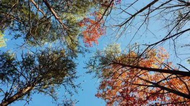 Çam ağaçlarının tepelerine, güneşli bir günde sonbahar yapraklarıyla gökyüzüne bakan POV manzarası. Aşağıdaki ağaçlara bak, mavi gökyüzüne karşı taçlanıyor. Yüksek kalite 4k görüntü
