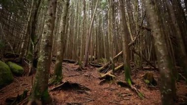 Yoğun bir ormanda yokuş yukarı, yukarıya doğru uzanan ince ağaçlarla doğal bir koridor oluşturarak yürüyorlar. Ormanın zemininde çam iğneleri ve kökler var. Yüksek kalite 4k görüntü