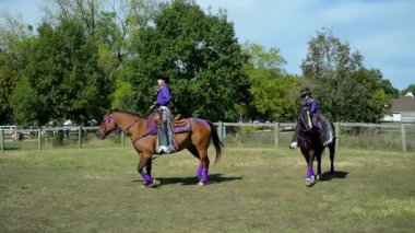 Mor üniformalı at binicileri çitli otlakların yakınındaki çayırlarda geziyorlar. Atlar 2 Ekim 2025 'te ABD IL Warrenville formasyonunda sakince hareket ediyor. Yüksek kalite 4k görüntü