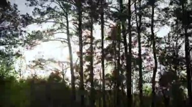 Hareket halindeki arabalardan çekilen yoğun orman ağaçlarının POV 'u, güneş ışığı dalların ve yaprakların arasından süzülerek doğal hareket, gölgeler ve atmosferik orman manzarası yaratıyor. Yüksek kalite 4k görüntü