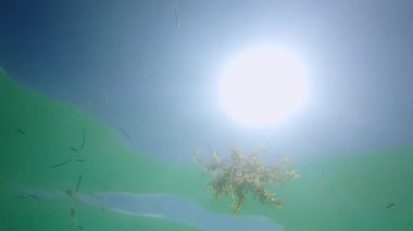 Sualtı görüntüsü berrak suda parlak güneşe bakıyor, ışık ışınları, yüzey dalgaları ve titreyen yansımalarla sakin, suda yüzen bir atmosfer yaratıyor. Yüksek kalite 4k görüntü