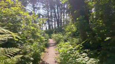 Yeşil yapraklar ve güneş ışığıyla çevrili dar bir orman yolunda yürüyen hareketli bir perspektiften bak. Açık hava macerası, yürüyüş ve barışçıl doğa keşfi. Yüksek kalite 4k görüntü
