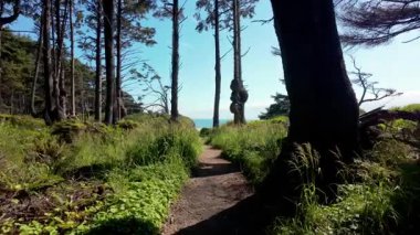 Hareketli bir perspektiften, yeşil yapraklarla çevrili dar bir orman yolu boyunca yürüme maliyeti. Açık hava macerası, yürüyüş ve barışçıl doğa keşfi. Yüksek kalite 4k görüntü