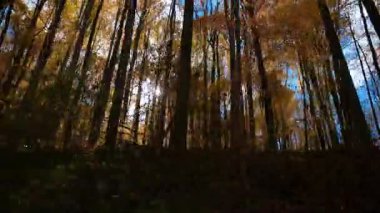 Altın sonbahar yapraklarıyla dolu bir ormanın içinden araba geçiyor. Güneş ışığı ağaçların arasından süzülüyor, rengarenk sonbahar manzarası seyahat, doğa, mevsimlik temalar için ideal. Yüksek kalite 4k görüntü