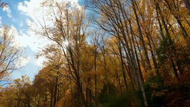 Sonbahar ormanlarındaki uzun ağaçların arasından altın yapraklar ve açık mavi gökyüzüyle güneş ışığı parlar. Ormanda yürüme, seyahat ve arka plan kullanımı. Yüksek kalite 4k görüntü