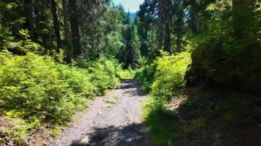 Uzun ağaçlar, yeşil yapraklar ve doğal çalılıklarla dolu ormanda yürüyüş yapmak. Açık hava manzarası, yürüyüş, macera, doğa keşfi. Yüksek kalite 4k görüntü