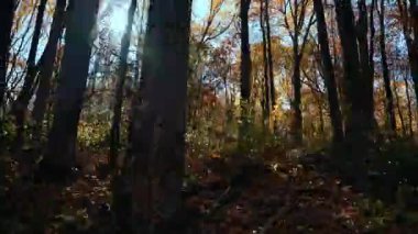 POV tarafı, güneşli bir günde araba penceresinden ağaçların parlak kırmızı yapraklarını görüyor. Güneş ışınları ağaçların arasından geliyor. Yüksek kalite 4k görüntü