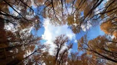 Sonbahar ormanı boyunca araba sürmek, renkli sonbahar ağaçları ve mavi gökyüzü manzarası, hareketli doğa arka planı. Yüksek kalite 4k görüntü